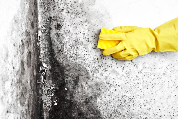 Best Biohazard Mold Removal  in Blackwell, OK