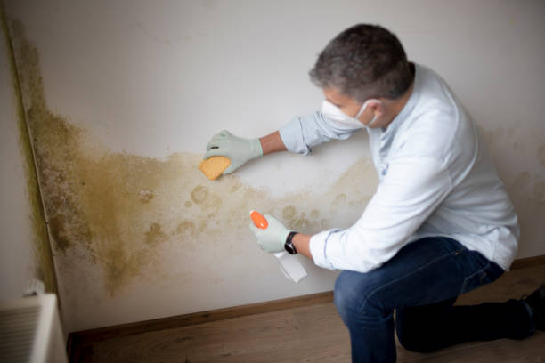 Reliable Blackwell, OK Mold Removal Solutions
