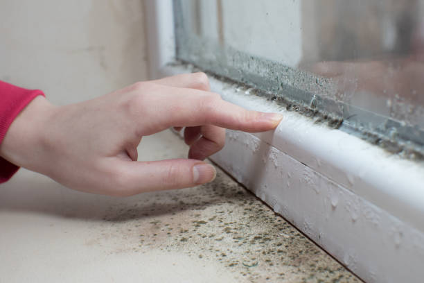 Best Black Mold Removal  in Blackwell, OK