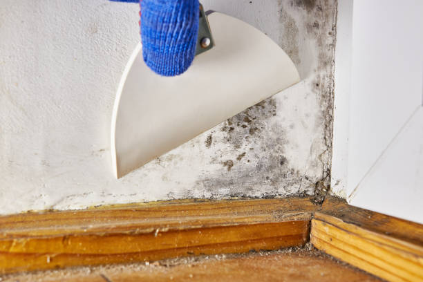 Best Crawl Space Mold Remediation  in Blackwell, OK